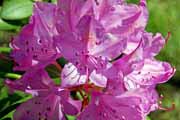 Rhododendronpark Graal-Müritz