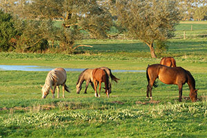  Pferde am Bodden bei Glöwitz